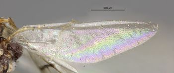 Media type: image;   Entomology 13898 Aspect: hind wing